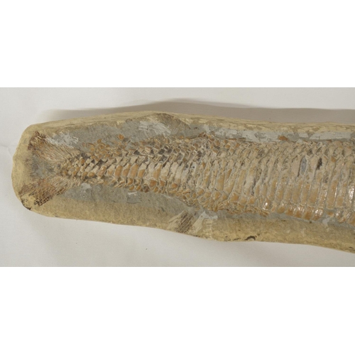 275 - Two fossilized fish, larger example overall length 51cm (please note head snapped off and repaired),... 