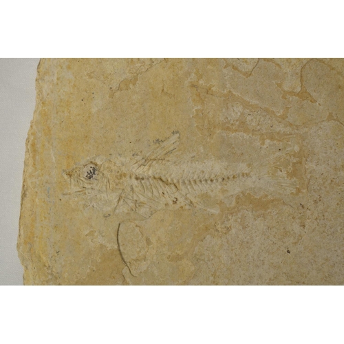 275 - Two fossilized fish, larger example overall length 51cm (please note head snapped off and repaired),... 