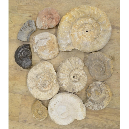 278 - Collection of fossilised Ammonites, largest example diameter 29cm (11) (Victor Brox collection)