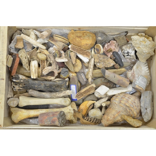 280 - Mixed collection of fossils and animal bones, boar tusks, jaw bones, shells etc. (Victor Brox collec... 