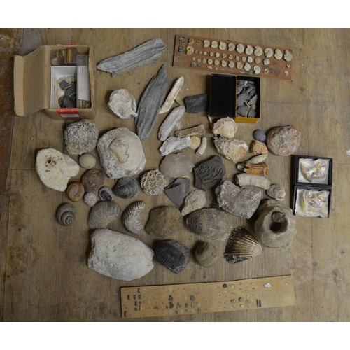 281 - Collection of fossils to include ammonites, coral, shells, petrified wood etc. (Victor Brox collecti... 