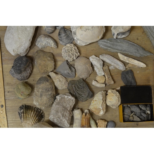 281 - Collection of fossils to include ammonites, coral, shells, petrified wood etc. (Victor Brox collecti... 