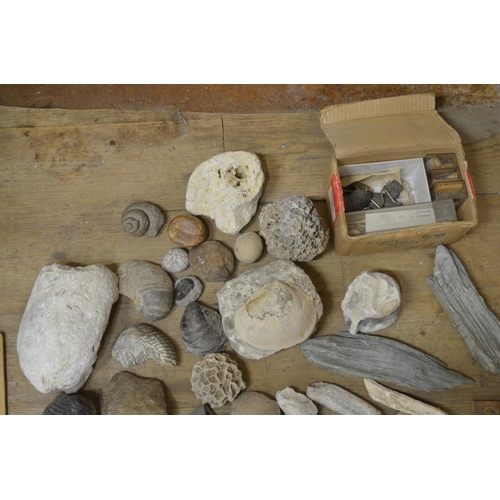 281 - Collection of fossils to include ammonites, coral, shells, petrified wood etc. (Victor Brox collecti... 