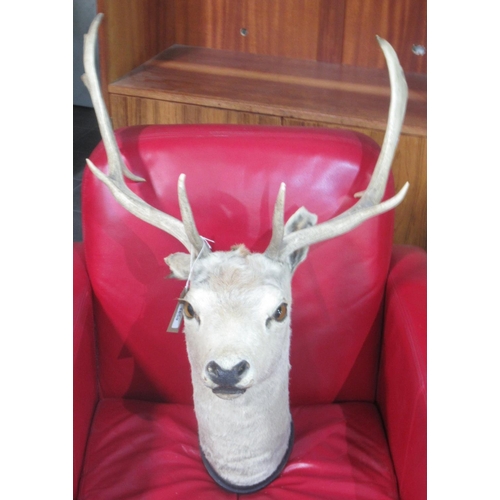 1659 - Mid 20th century taxidermy red deer stag's head, 8-point antlers, H68cm