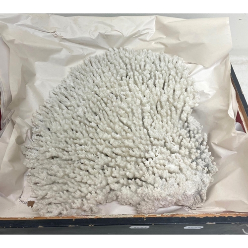 1358 - Hard coral specimen, L35cm