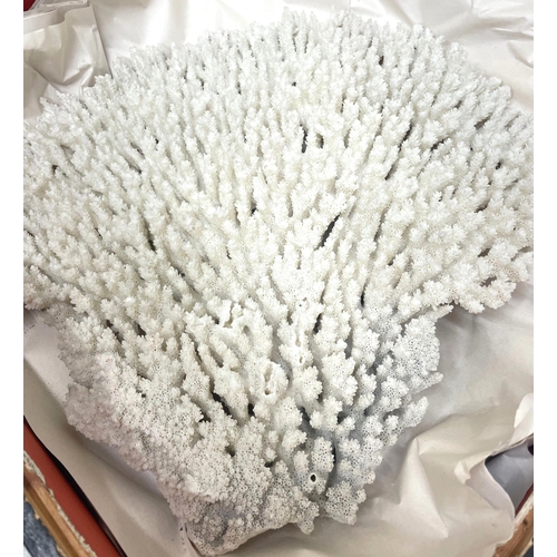 1358 - Hard coral specimen, L35cm