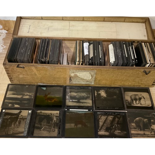 1633 - Collection of various photographic magic lantern slides incl. Zoo animals, gymnasts, dock scenes, fl... 