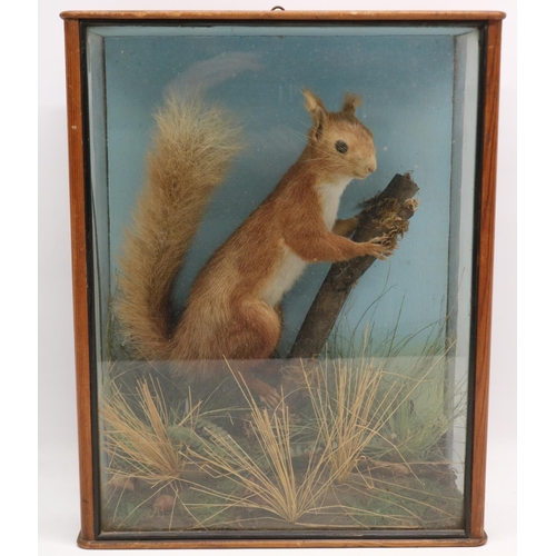 691 - Taxidermy red squirrel in naturalistic setting, cased, H38cm