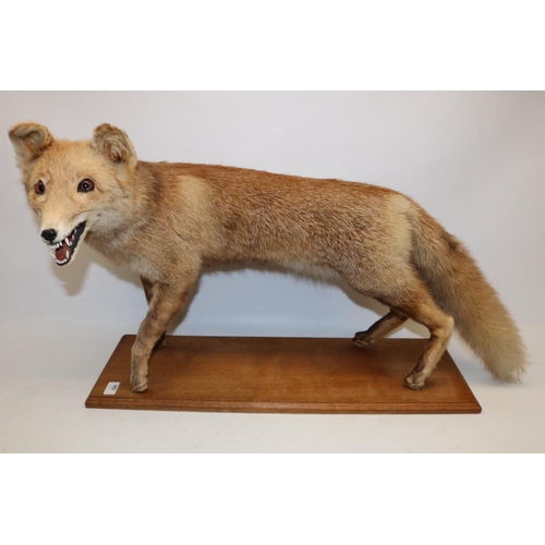 693 - Taxidermy study of a standing fox, mounted on oak plinth, L70cm