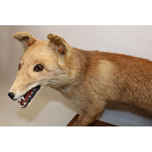 693 - Taxidermy study of a standing fox, mounted on oak plinth, L70cm