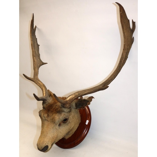 694 - Fallow deer stag's head on oval mount, H76cm