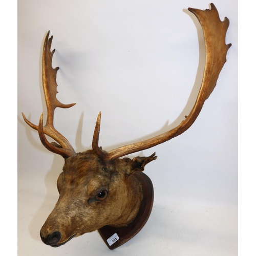 695 - Fallow deer stag's head on shield mount, H74cm