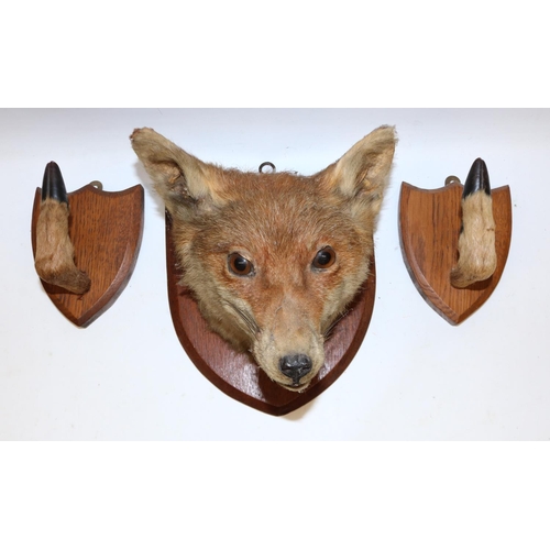 692 - Taxidermy fox mask, bearing teeth, H23cm; and two deer hoof coat hooks, all mounted on oak shield pl... 