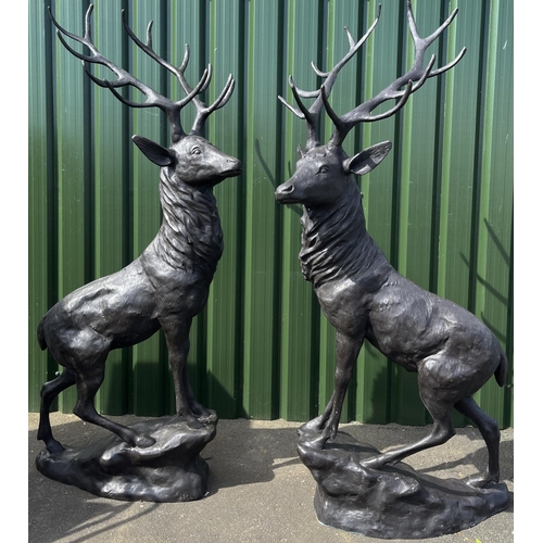 1355 - Large pair of bronze garden models of Stags at Bay, H200cm W80cm approx. (2)