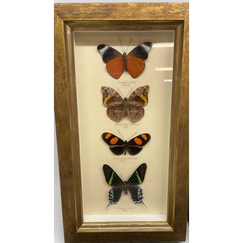 1200 - Collection of thirty-six Butterflies and moths, in four glazed  frames, 32cm x 46cm max (4)