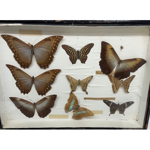 1200 - Collection of thirty-six Butterflies and moths, in four glazed  frames, 32cm x 46cm max (4)