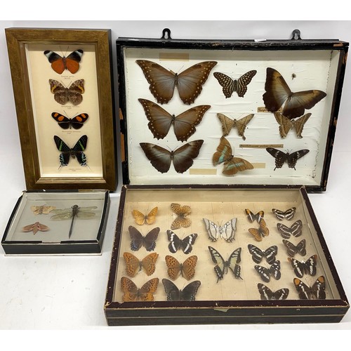 1200 - Collection of thirty-six Butterflies and moths, in four glazed  frames, 32cm x 46cm max (4)