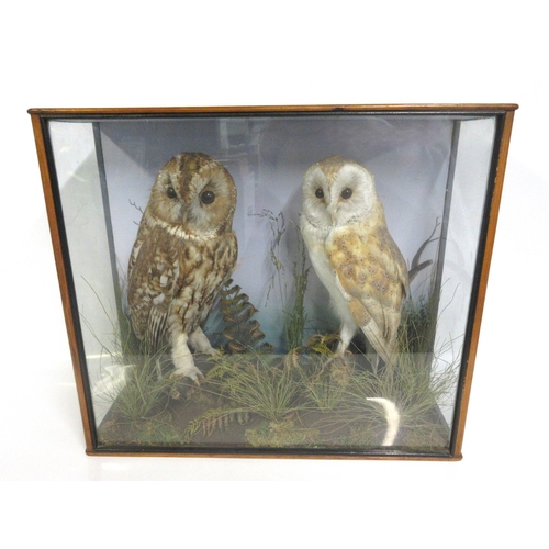 1275 - Taxidermy study of cased Tawny owl and Barn owl in moorland setting, 50cm x 42cm x 8cm