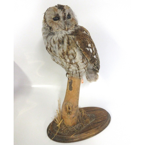 1282 - Taxidermy study of a Tawny owl perched on a branch, on wooden plinth, H46cm