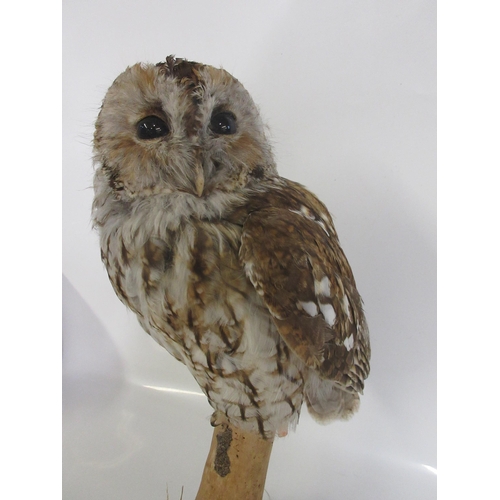 1282 - Taxidermy study of a Tawny owl perched on a branch, on wooden plinth, H46cm