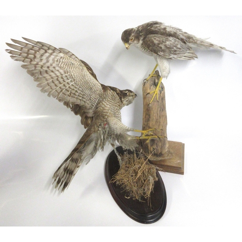 1283 - Taxidermy study of two Sparrow Hawks, one perched on a branch looking for its prey, H44cm. other abo... 