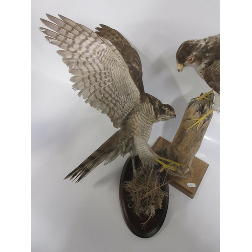 1283 - Taxidermy study of two Sparrow Hawks, one perched on a branch looking for its prey, H44cm. other abo... 