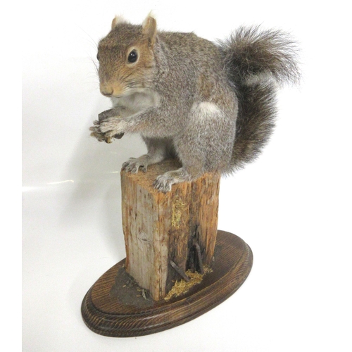 1285 - Taxidermy study of a grey Squirrel eating a hazel nut on fence post with wooden plinth, H30cm