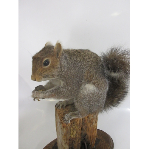 1285 - Taxidermy study of a grey Squirrel eating a hazel nut on fence post with wooden plinth, H30cm