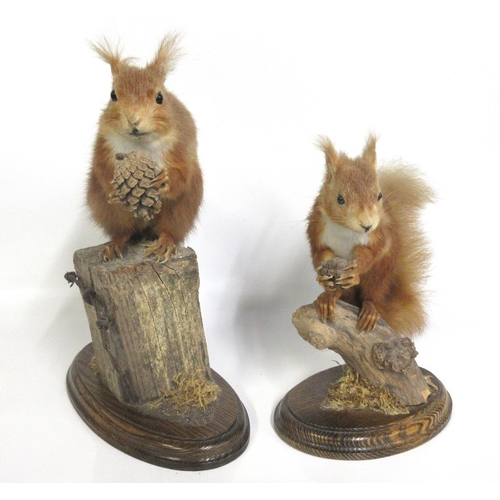 1276 - Taxidermy study of a pair of red squirrels eating pine cones, on fence post and tree stump, with  wo... 