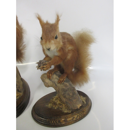 1276 - Taxidermy study of a pair of red squirrels eating pine cones, on fence post and tree stump, with  wo... 