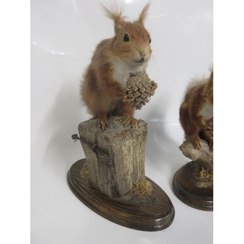 1276 - Taxidermy study of a pair of red squirrels eating pine cones, on fence post and tree stump, with  wo... 