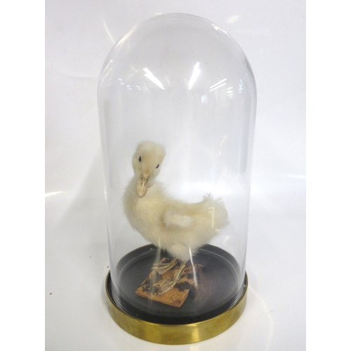 1281 - Taxidermy study of an Aylesbury duckling in glass dome case, H28cm