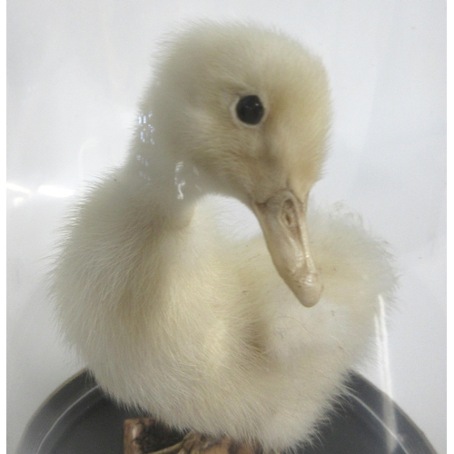 1281 - Taxidermy study of an Aylesbury duckling in glass dome case, H28cm