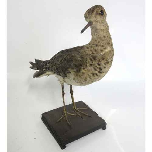 1288 - Taxidermy study of a snipe on wooden plinth, H20cm