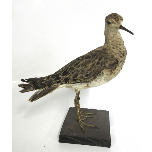 1288 - Taxidermy study of a snipe on wooden plinth, H20cm