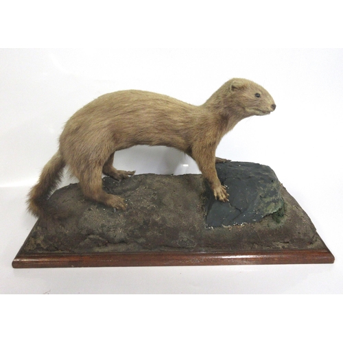 1286 - Taxidermy study of a mink in hunting position, on rock setting and wooden plinth, L50cm x H29cm