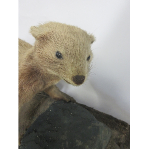 1286 - Taxidermy study of a mink in hunting position, on rock setting and wooden plinth, L50cm x H29cm