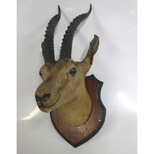 1278 - Taxidermy study of a Thompsons gazelle, head and neck mounted on wall plaque, dated 10/3/18