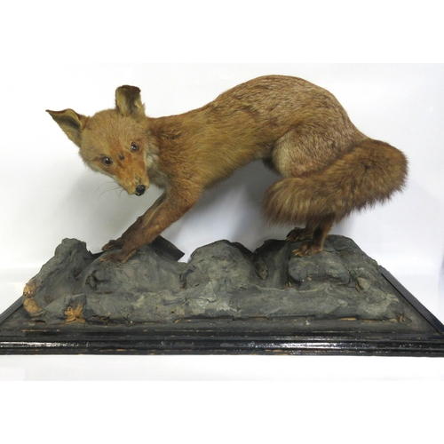 1279 - Taxidermy study of a red fox in hunting pose, set on rock effect base, L76cm x H36cm x 46cm