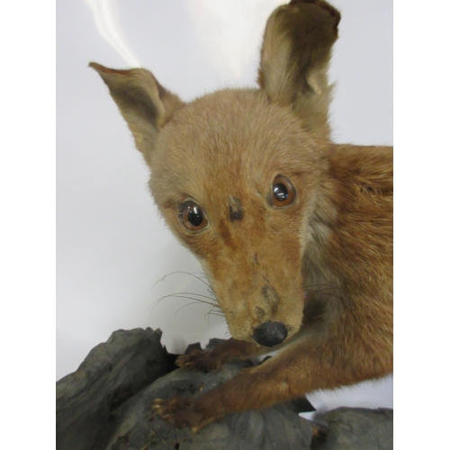 1279 - Taxidermy study of a red fox in hunting pose, set on rock effect base, L76cm x H36cm x 46cm