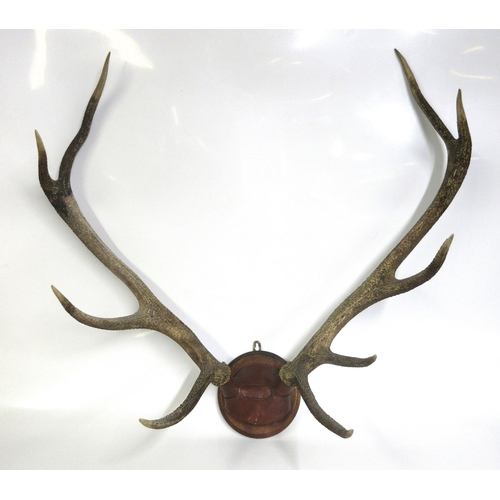 1280 - Set of red deer nine point antlers mounted on wooden plaque