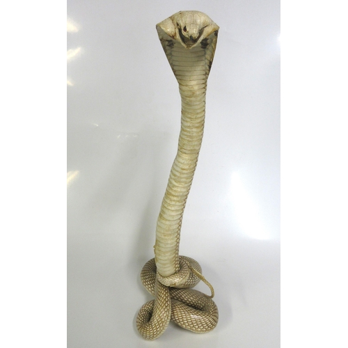 1277 - Taxidermy study of a spitting cobra in a striking pose, H42cm