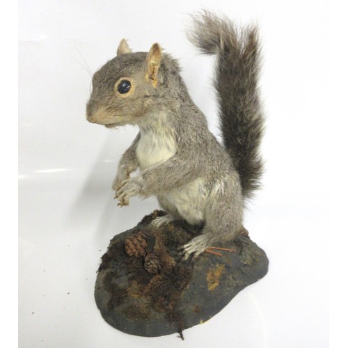 1289 - Taxidermy study of a grey squirrel in a standing position, on woodland setting, H26cm