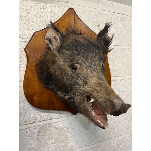 1290 - Boars head, snarling on shaped wooden board mount, H60cm W40cm