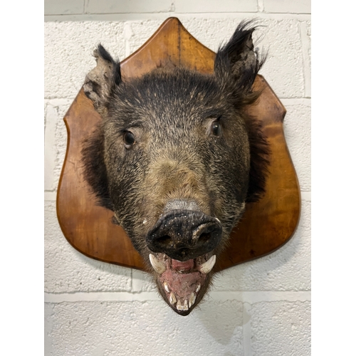 1290 - Boars head, snarling on shaped wooden board mount, H60cm W40cm