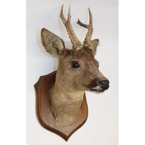 84 - Taxidermy roe deer head, three-point antlers, mounted on an oak shield, H44cm