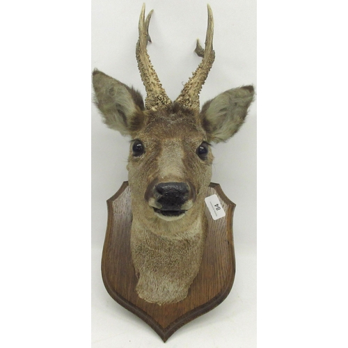 84 - Taxidermy roe deer head, three-point antlers, mounted on an oak shield, H44cm