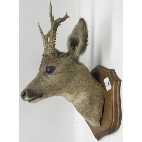 84 - Taxidermy roe deer head, three-point antlers, mounted on an oak shield, H44cm