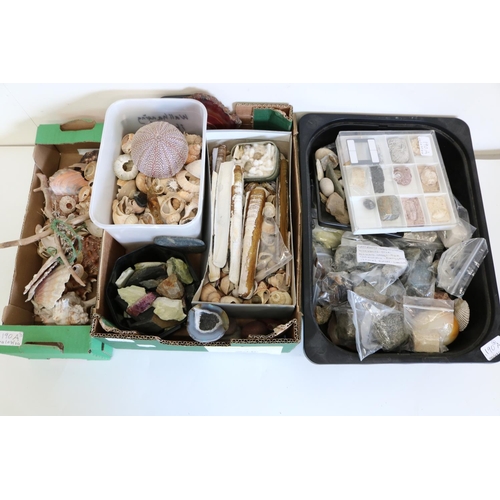 190A - Collection of various Sea shells, agate and other minerals, fossils etc. (qty)