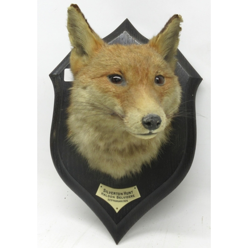 241 - Early 20th century Rowland Ward Taxidermy fox mask mounted on wooden shield, plaque beneath the mask... 